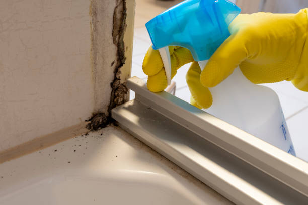 Best Commercial Mold Removal  in Reading, PA