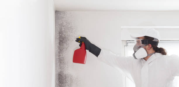 Best Fast Mold Removal  in Reading, PA