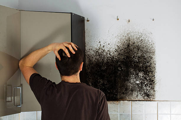 Best Office Mold Removal Services  in Reading, PA