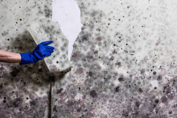 Mold Testing and Removal in Reading, PA