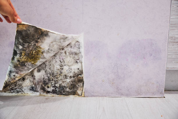 Best Water Damage Restoration  in Reading, PA